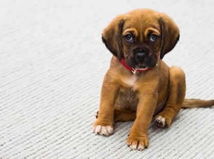 Assurance pour chien
